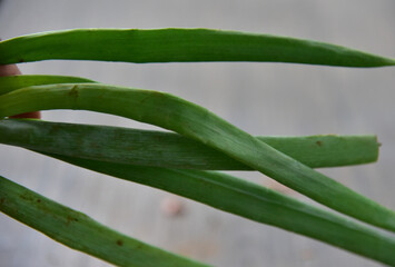Allium fistulosum, the Welsh onion, also commonly called bunching onion, long green onion, Japanese bunching onion, and spring onion, is a species of perennial plant