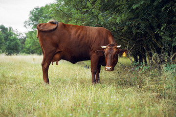 cow eating grass agriculture nature farm agriculture