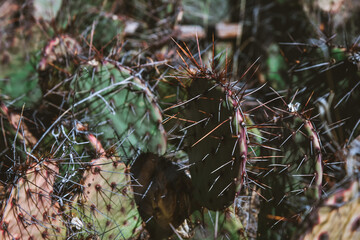 Cacti in Palo Duro Canyon State Park Outside of Amarillo, Texas 