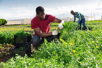 Focused aframerican worker harvesting organic parsley on vegetable plantation on summer day.