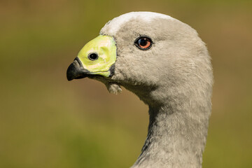 goose