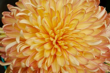 Close-up photo of yellow chrysanthemum. The petals change from yellow to orange, presenting beautiful gradient colors.
