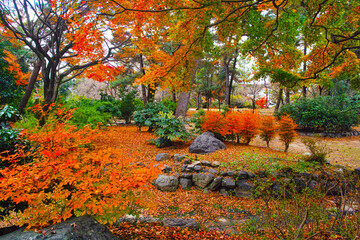 紅葉シーズンの京都の円山公園の風景
