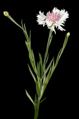 Fototapeta premium White-pink flower of cornflower, lat. Centaurea, isolated on black background