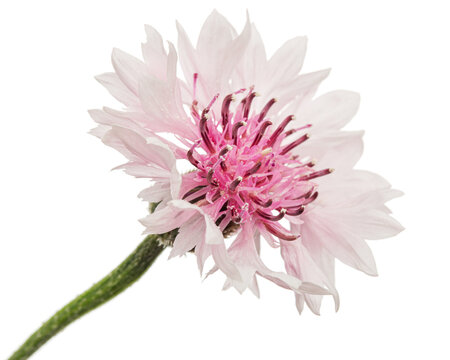 White-pink flower of cornflower, lat. Centaurea, isolated on white background