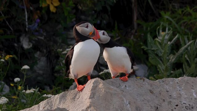 Cute Atlantic puffin couple bird loving each other on a rock at sunset