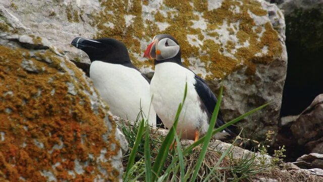 Atlantic puffin bird cleaning his feathers with razorbill couple behind