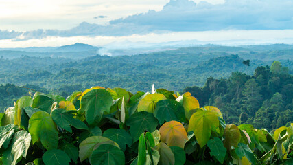 Misty morning in Borneo tropical rain forest. Landscape of forest in the morning