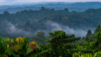 Misty morning in Borneo rain forest. Landscape of forest in the morning