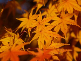 紅葉_2021_005