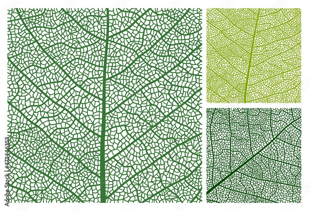Poster leaf texture pattern background with veins and cells, vector closeup of plant leaf. green leaves fol