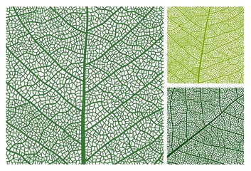 Leaf texture pattern background with veins and cells, vector closeup of plant leaf. Green leaves foliage and floral nature ornament of tree leaf veins or imprints in macro close up