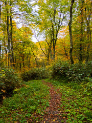 Mountain trail surrounded by autumn leaves (Zao, Yamagata, Japan)