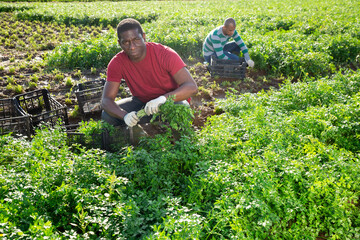 Naklejka na ściany i meble Focused African American male worker gathering harvest of parsley