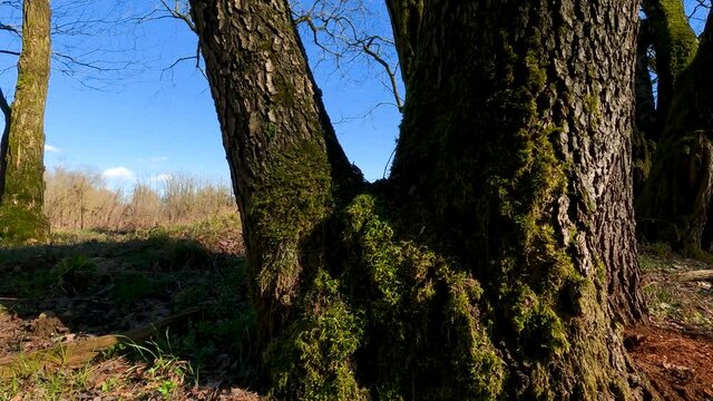 Landscape in the Forest with Trees and Moss