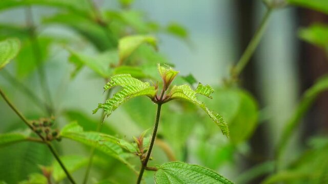 Koster&rsquo;s curse (also called Clidemia hirta, Clidemia hirta, soapbush, clidemia, senduduk bulu) with a natural background.