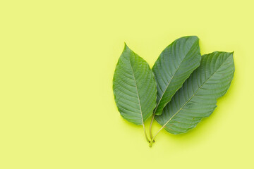 Mitragyna speciosa, Fresh kratom leaves on green background