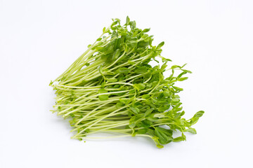 Pea Sprouts on white background.