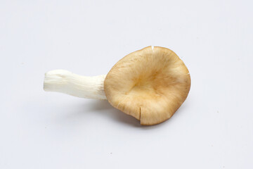 Fresh oyster mushroom on white background.
