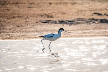 The pied avocet, Recurvirostra avosetta, is a large black and white wader with long, upturned beak