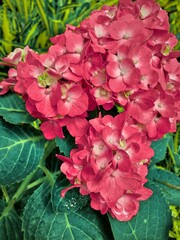  Hydrangea
