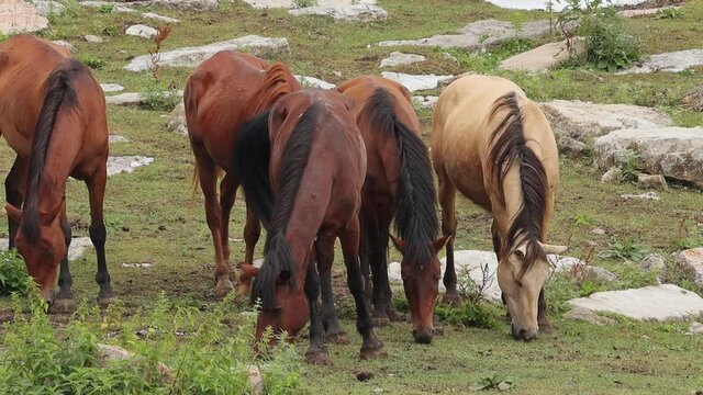 Herd of horses grazing on mountain pasture in Yenokavan, Armenia