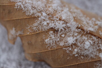 Snowflakes on a fallen leaf