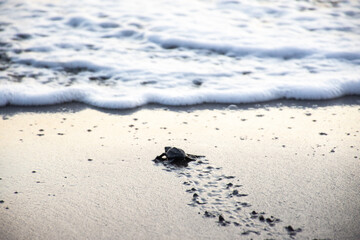turtle footprints