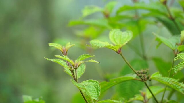 Koster&rsquo;s curse (also called Clidemia hirta, Clidemia hirta, soapbush, clidemia, senduduk bulu) with a natural background.
