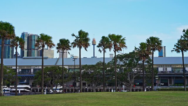 Sydney skyline Cityscape with a view of the CBD. Bird flying in slow motion in front of palm trees. Australia, Pyrmont 4k 120 fps