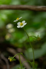 The beautiful white flower of the Alipine Strawberry growing wild