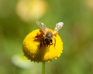 A macro photo of a fly sitting in the centre of a bright yellow flower