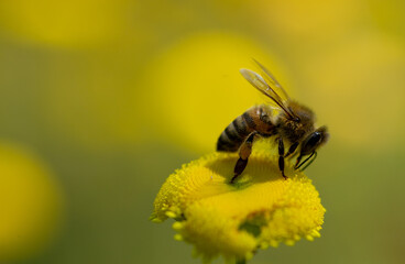 A bee sitting and feeding on a yellow flower