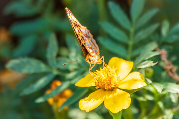 A butterfly, a queen of Spain fritillary, lat. Issoria lathonia, sitting on a yellow flower and drinks nectar with its proboscis. Butterfly collects nectar on flower.