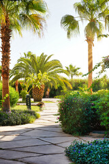 Fototapeta premium Beautiful landscape of palm trees and walking path in a hotel in Egypt