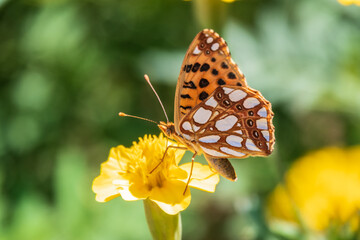 A butterfly, a queen of Spain fritillary, lat. Issoria lathonia, sitting on a yellow flower and drinks nectar with its proboscis. Butterfly collects nectar on flower.
