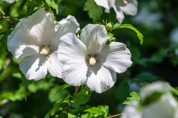 White flowers of Hibiscus grandiflorus, the swamp rosemallow.