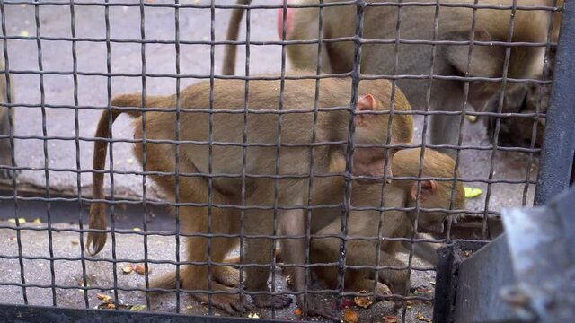 Yellow baboon monkeys in a cage eat from the hands of zoo visitors. African animals in captivity. Wild animals in a zoo