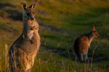 kangaroo in the wild