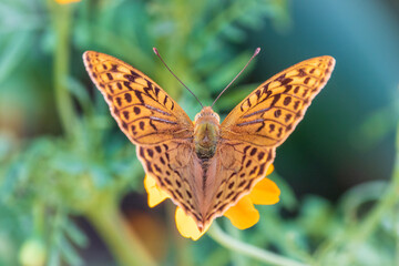 The dark green fritillary butterfly collects nectar on flower. Speyeria aglaja is a species of butterfly in the family Nymphalidae.