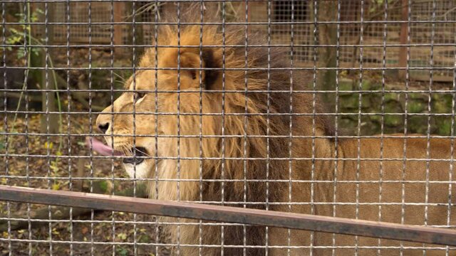 A lion in a cage with sad eyes. Sad mistreated animals caged in a zoo cruelty distress
