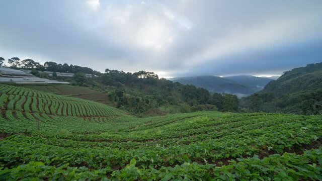 Time lapse of green fresh tea or strawberry farm, agricultural plant fields in Asia. Rural area. Farm pattern texture. Nature landscape background. Chiang Mai, Thailand.