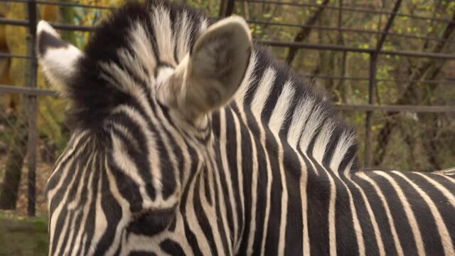 Cheerful zebra smiles at the zoo
