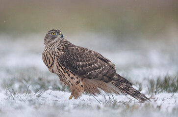 Northern goshawk bird ( Accipiter gentilis )