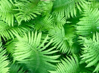 Nature green fern landscape. Fern background. Macro shot. A detail shot for websites and marketing materials. Tropical leaves. Plant fern blossomed.