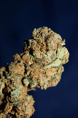 Obraz premium Cannabis sativa big bud family cannabaceae close up modern background high quality big size prints