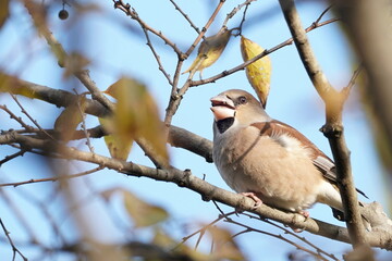 hawfinch on the branch