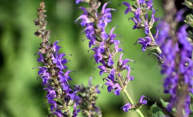lavender flowers in the garden