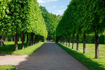 Fototapeta na wymiar Paths and trimmed trees of Lower Park in Catherine Park in summer cloudly day. Tsarskoye Selo is State Museum-Preserve