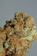 Cannabis sativa big bud family cannabaceae close up modern background high quality big size prints